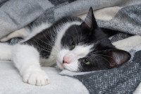 Un chaton malade sous une couverture