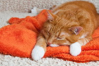 Un chat roux malade allongé sur une couverture