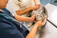 Un vétérinaire et son assistante examinent un beau chat malade