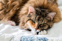 Un gros chat malade couché sur un lit