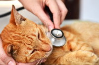 Un vétérinaire s'occupe d'un chat roux malade
