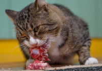 Un chat mange de la viande crue