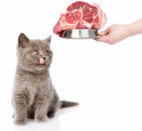 Une gros morceau de viande servi à un chat