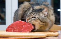 Un chat essaye d'avaler un morceau de viande