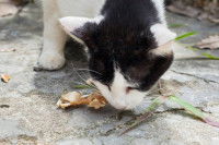 Un chat grignote de la viande séchée