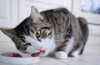 Un chat croque un morceau de viande dans sa gamelle