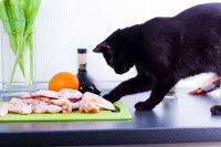 Un chat essaye d'attraper une aile de poulet