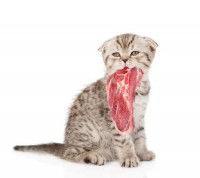 Un chat tient un morceau de viande crue dans sa gueule