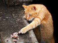 Chat roux essayant d'attraper des morceaux de viande