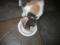 Chat en train de se nourrir