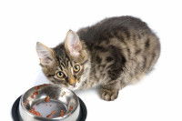 Chaton qui se nourrit dans une gamelle