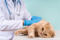 Un vétérinaire examine un chat qui se sent mal