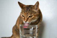 Un chat Abyssin boit dans un verre d'eau