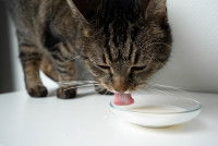 Un chat tigré boit du lait dans une coupelle