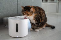 Un chat écaille de tortue boit dans une fontaine à eau