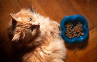 Un chat roux à poil long devant ces croquettes