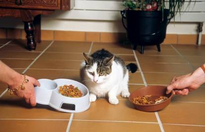 La transition alimentaire chez le chat - WanimoVéto