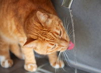 Un chat roux boit l'eau qui coule du robinet