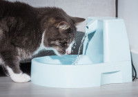 Un chat boit dans une fontaine à eau