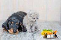 Un chien et un chat regardent la gamelle remplie de légumes