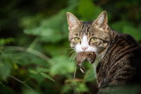 Un chat tigré tenant sa proie dans sa gueule