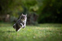 Un chat tigré à poil long courant dans l'herbe