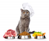 Un chat gris avec une toque assis devant ses gamelles