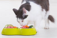 Un chat bicolore mangeant ses légumes