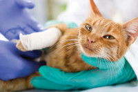 Un chat roux tigré venant de se faire soigner la patte