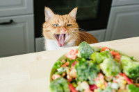 Un chat roux rugit face à un bol de légumes