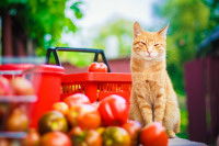 Un chat tigré roux assis à coté de plusieurs légumes