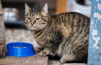 Un chat gris tabby assis à côté de sa gamelle