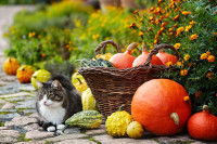 Un chat couché à coté d'une récolte de légumes bio