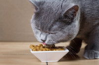 Un British Shorthair mange des croquettes