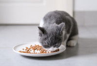 Un chaton gris et blanc mange des croquettes