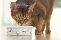 Un chat Abyssin devant sa gamelle