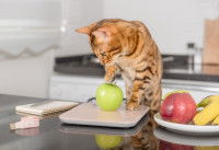 Un chat Bengal pèse une pomme sur une balance de cuisine