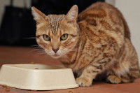 Un chat de type Bengal mange des croquettes dans sa gamelle