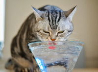 Un chat gris boit de l'eau dans une gamelle en verre