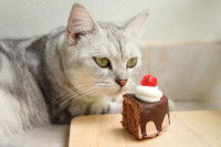Un chat gris renifle un gâteau au chocolat sur une table