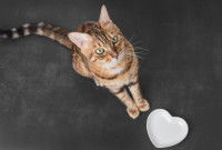 Un chat attend son repas devant sa gamelle vide