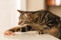 Un chat tigré vole de la nourriture sur une table