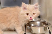 Un chaton roux en train de manger dans sa gamelle