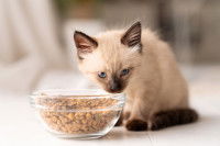 Un chaton Siamois assis devant une gamelle de croquettes