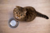 Un Scottish Fold attend son repas devant sa gamelle vide
