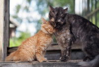 Une chatte et son petit se font un câlin dans le jardin
