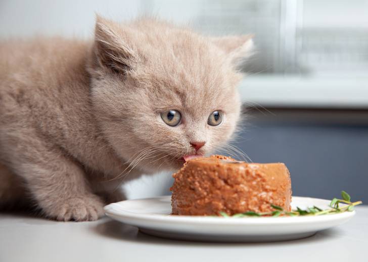 Quelle quantité de nourriture pour un chaton