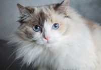 Un chat à poil long avec de beaux yeux bleus