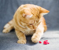 Un chat roux tigré jouant avec des compléments alimentaires