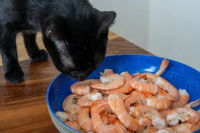 Un chat noir renifle une assiette de crevettes
